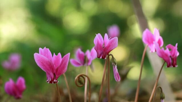 Pink lilac cyclamen hederifolium flowers grow on forest edge in a botanical garden, park, forest in the wild in summer. Blooms in a national park in spring. Nature's awakening. Wild cyclamens in woods