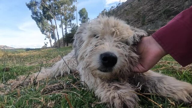 Video of hands petting white puppy in a green field.