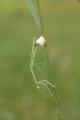 Praying mantis with egg
