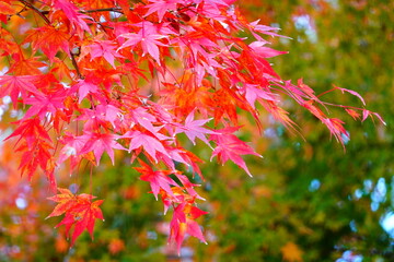 京都　紅葉のもみじ　紅色