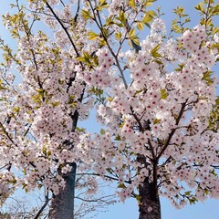 cherry tree blossom