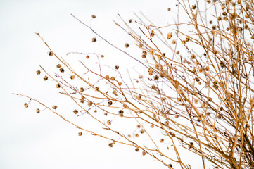 Dried dead plant in wtiner