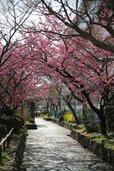 京都淀の河津桜