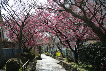 Fototapeta premium 京都淀の河津桜