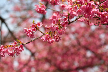 京都淀の河津桜