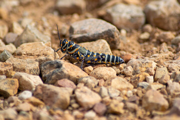 macro of a grasshopper on the ground