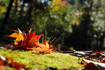 Autumn nature photo with a beautiful contrast between fallen maple leaves and green moss growing on rocks.