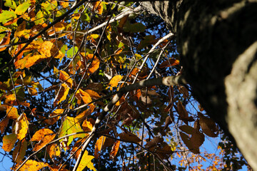 Under the blue sky, the vivid contrast between the autumn leaves and the trunk of the oak tree.