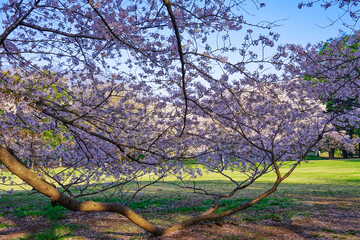 春の青空に映える砧公園の桜（東京都世田谷区）