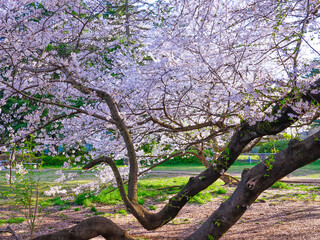 春の青空に映える砧公園の桜（東京都世田谷区）