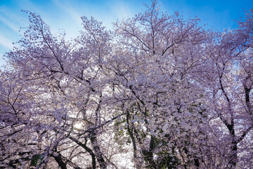 Obraz na płótnie Canvas 春の青空に映える砧公園の桜（東京都世田谷区）
