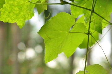 green leaves in sunlight