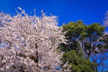 春の青空に映える砧公園の桜（東京都世田谷区）