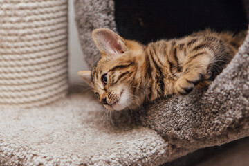 Young cute bengal cat sitting on a soft cat's shelf of a cat's house.