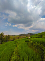Fototapeta na wymiar landscape with green grass and sky 