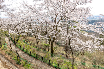 栃木県栃木市　太平山の桜