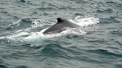 Dorsal fin of a humpback whale (Megaptera novaeangliae) in the Machalilla National Park, off the coast of Puerto Lopez, Ecuador