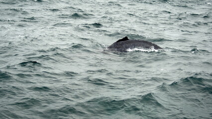 Dorsal fin of a humpback whale (Megaptera novaeangliae) in the Machalilla National Park, off the coast of Puerto Lopez, Ecuador