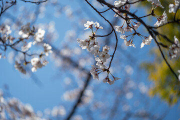 桜咲く