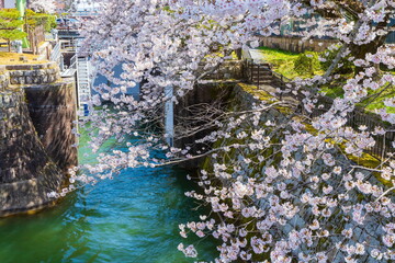 琵琶湖疎水（疎水運河）沿いの桜　滋賀県大津市にて