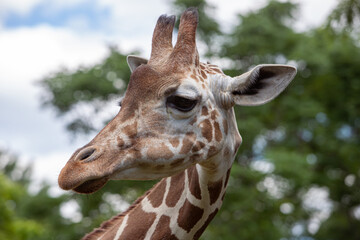 Obraz premium Giraffe 