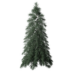 Abies Fraseri tree without background