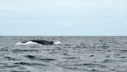 Humpback whale (Megaptera novaeangliae) in the Machalilla National Park, off the coast of Puerto Lopez, Ecuador