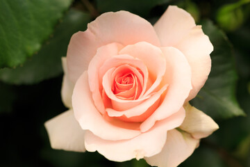 Obraz premium ピンクのバラ