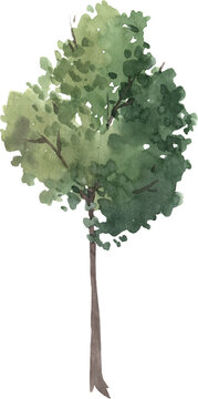 Beautiful png isolated clip art image with watercolor hand drawn tree illustration.