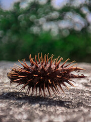 pine cone on a tree