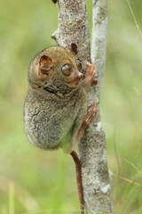 tarsier cub on a tree trunk in the forest