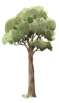 Beautiful png isolated clip art image with watercolor hand drawn tree illustration.