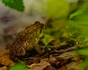 Macro Frog