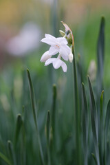 早春に花を咲かせ春を告げる水仙の花。ギリシャ神話に登場するナルシスという美少年の名に由来する。背景をぼかして花を浮かび上がらせて撮影