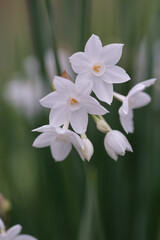 早春に花を咲かせ春を告げる水仙の花。ギリシャ神話に登場するナルシスという美少年の名に由来する。背景をぼかして花を浮かび上がらせて撮影