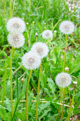 Glade of fresh meadow dandelions on a sunny spring day. Flowering dandelions. Excellent background for the expression of spring mood.