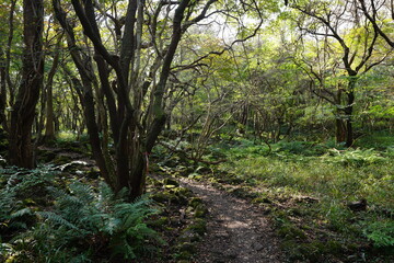 fine path in the gleaming sunlight
