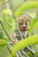 tarsier hanging from a branch