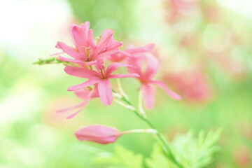 Fototapeta premium 花