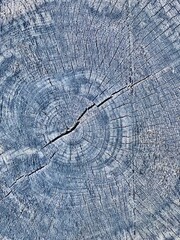 Fototapeta premium wood texture