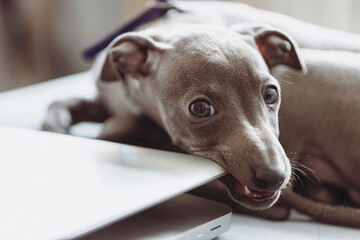 A gray Italian Greyhound chewing on a silver color laptop
