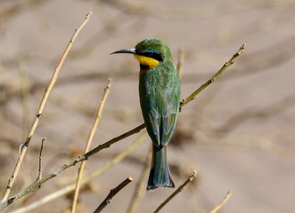 Colourful little bee-eater, Merops pusillus, bird sitting on a branch - Chobe River, Botswana, Africa