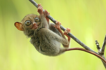 tarsier hanging from a branch © ridho
