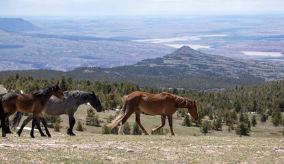 Herd of wild horses walking on ridge above the Big Horn Canyon in the western United States