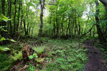 fresh fern and mossy trees in spring forest