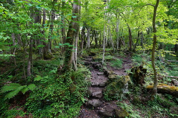 fine path through mossy rocks and trees
