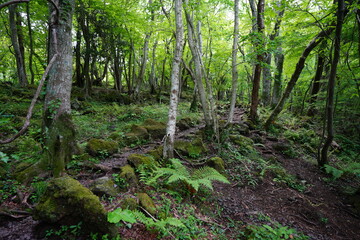 fine path through mossy rocks and trees