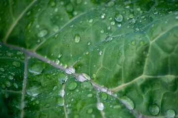 macro of water drops on leaf