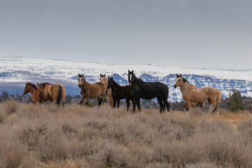 wild horses of the Steen mountains