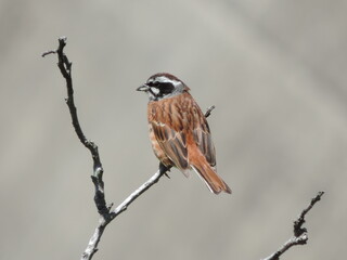 枝先にとまるホオジロ